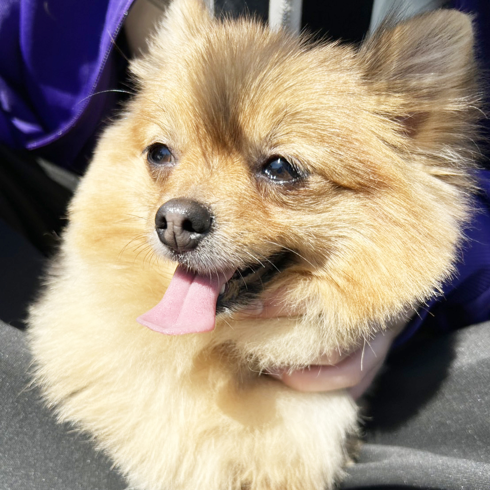 生徒が撮影したモデル犬写真♪